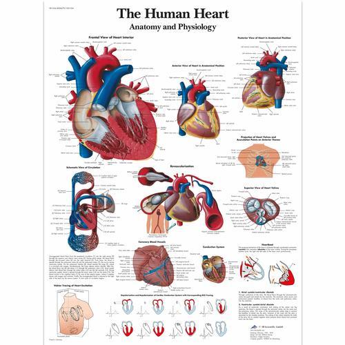 The Human Heart Laminated Chart - Anatomy and Physiology - Sim & Skills