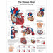 The Human Heart Laminated Chart - Anatomy and Physiology 1001524 | Sim & Skills