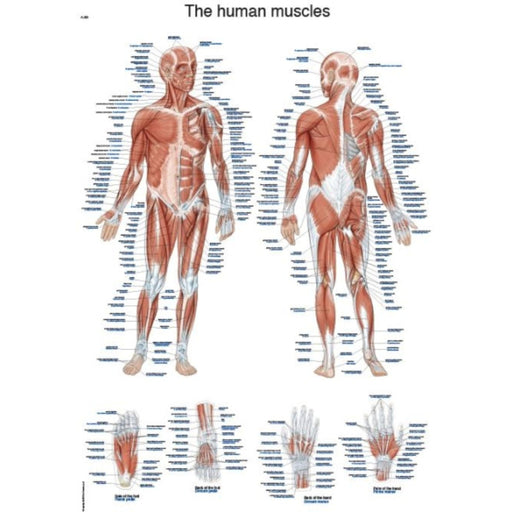 The Human Muscles Chart - 50x70cm EZ-AL600 | Sim & Skills