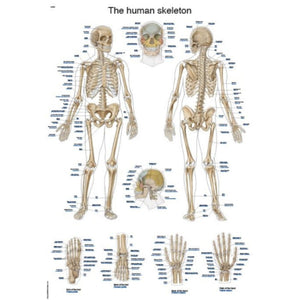 Human Skeleton Charts