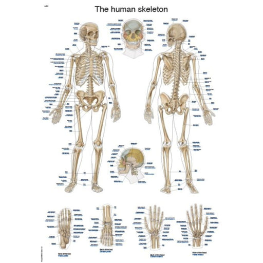 The Human Skeleton Chart - 50x70cm EZ-AL602 | Sim & Skills