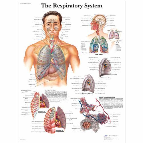 The Respiratory System Laminated Chart 1001516 | Sim & Skills