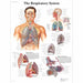 The Respiratory System Laminated Chart 1001516 | Sim & Skills