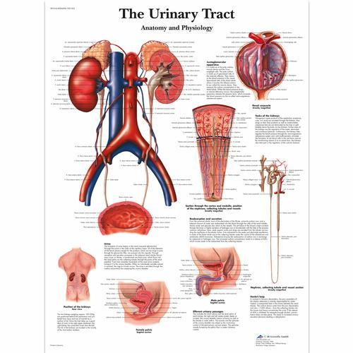 The Urinary Tract - Anatomy and Physiology - Laminated Chart 1001562 | Sim & Skills
