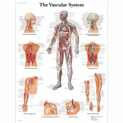 The Vascular System Laminated Chart 1001528 | Sim & Skills