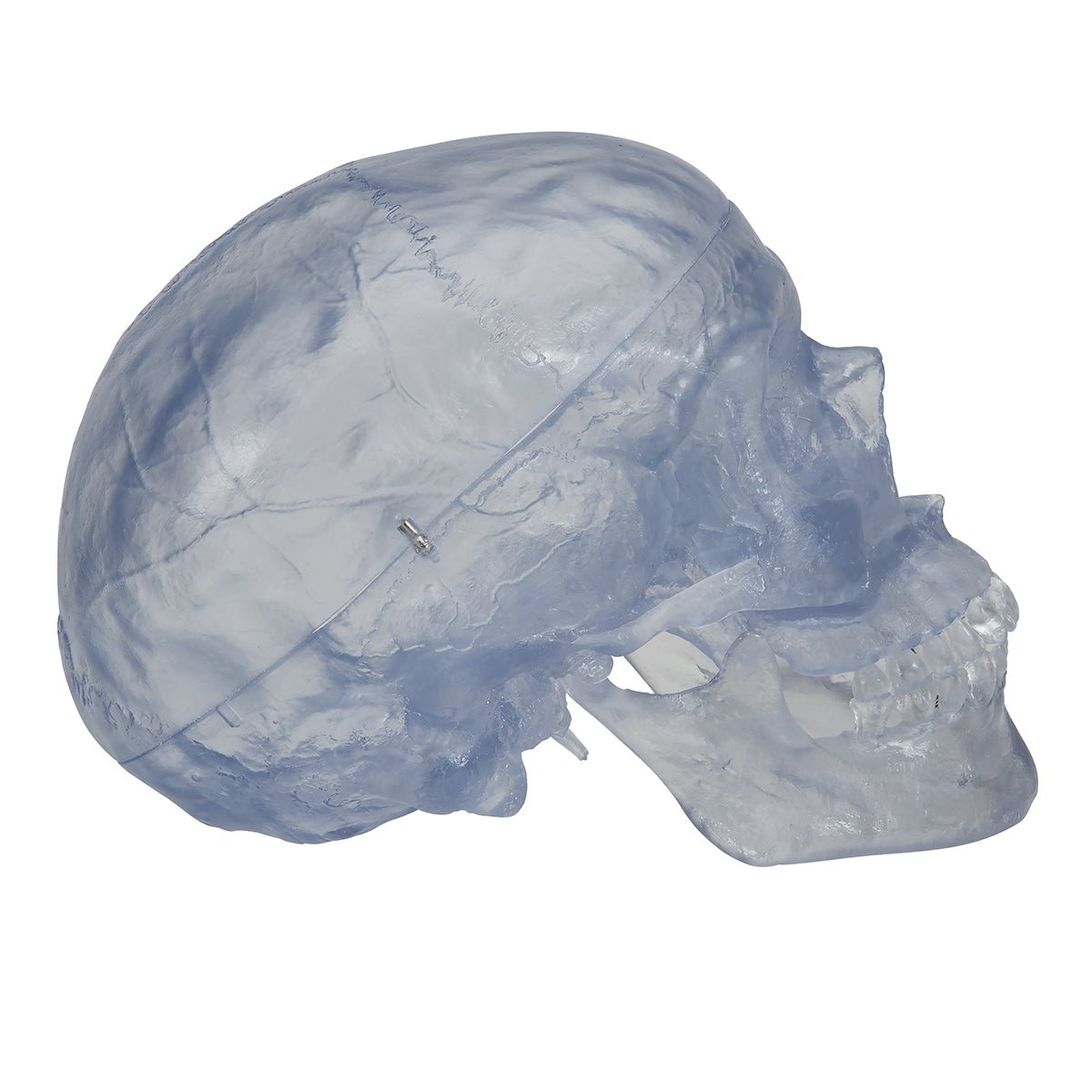 Transparent Classic Human Skull Model - 3 part 1020164 | Sim & Skills