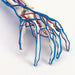 Vascular Arm Model 1005109 | Sim & Skills